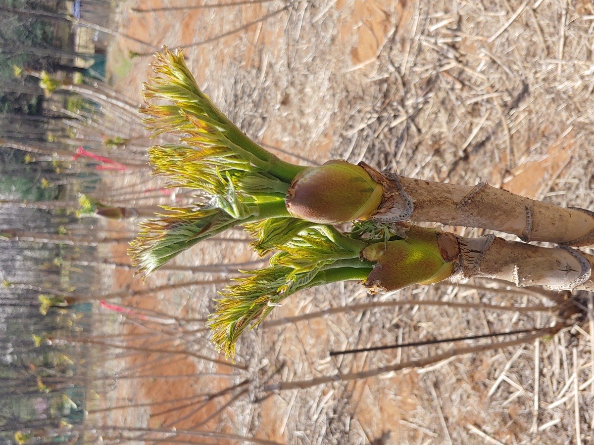 두릅나무 영춘