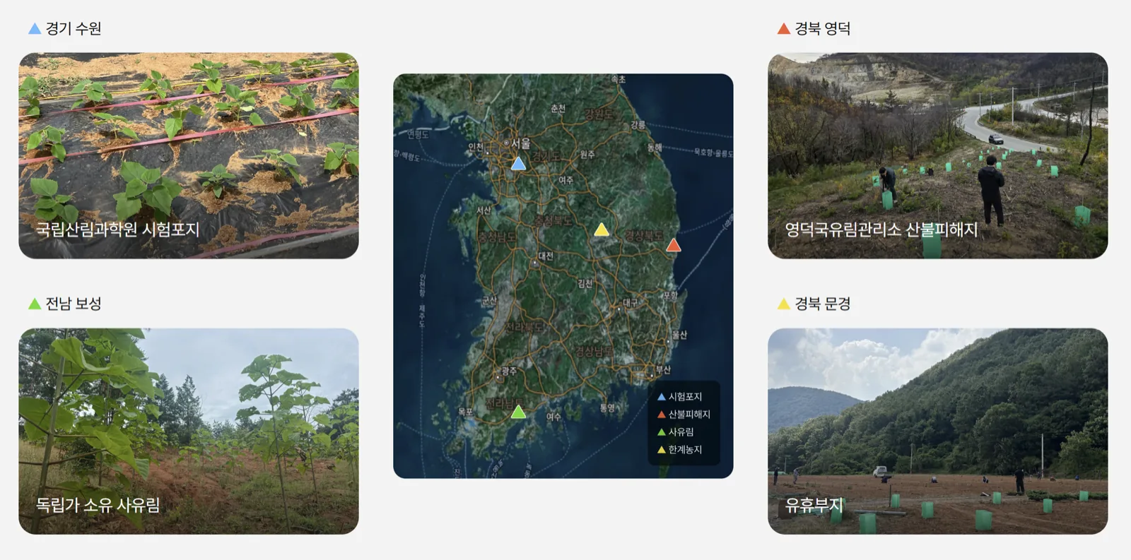 Improved Paulownia field case study